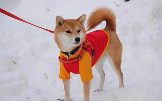 开云中国-中国男篮关注三分命中率 力求多点开花，中国男篮三分绝杀