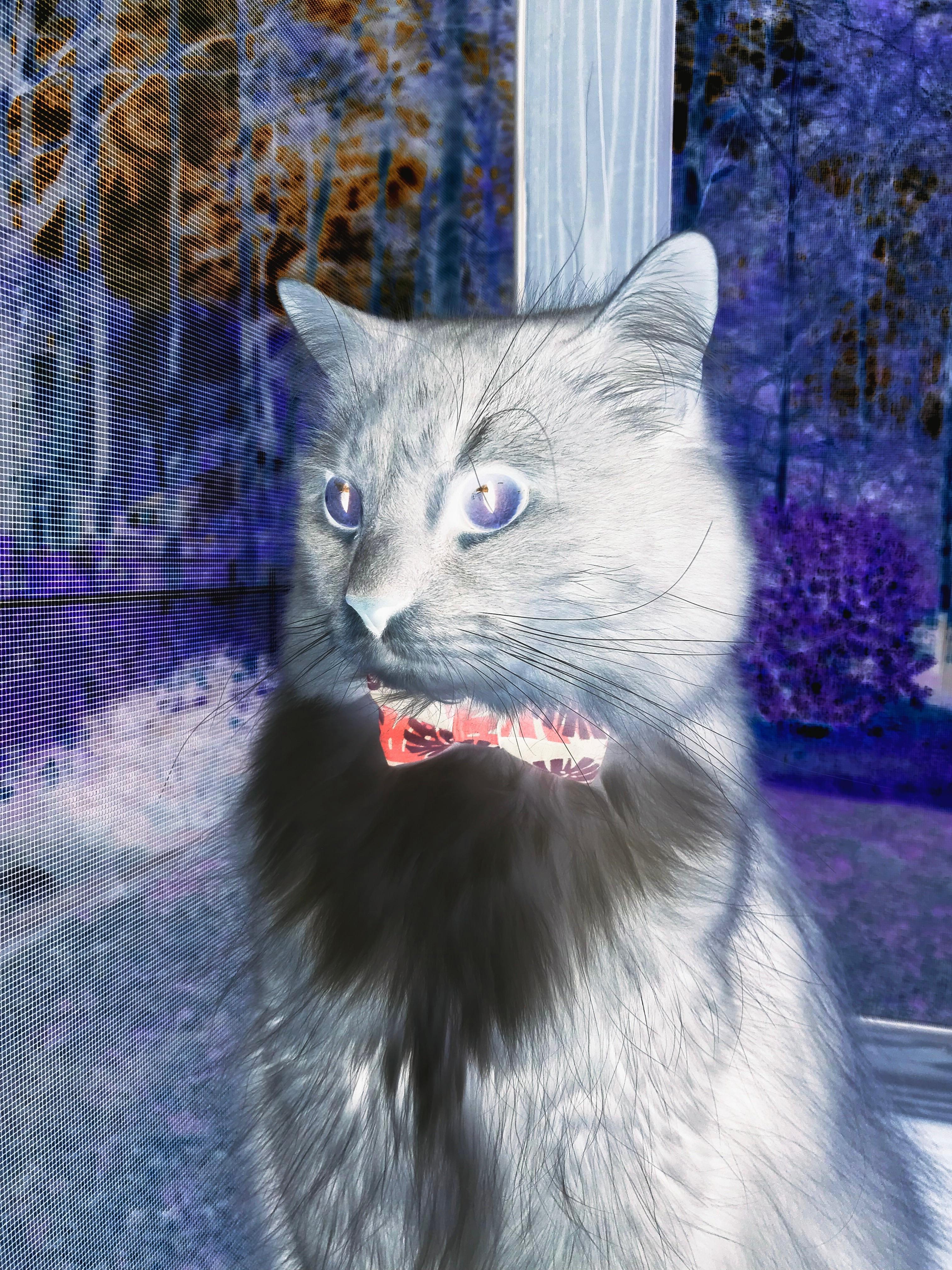 开云官网入口-从地方到全球：中国香港队如何走向更广阔的国际舞台