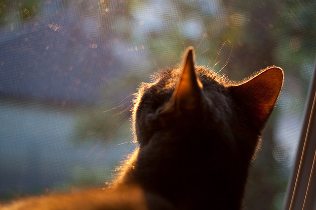 kaiyun官方入口登录-广东队利用错位制造机会频繁得分,广东队位置