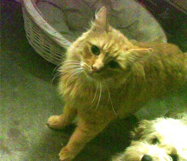 Kering-美国队在国际乒联混合团体世界杯中的整体战术分析与表现,美国乒乓球职业联赛