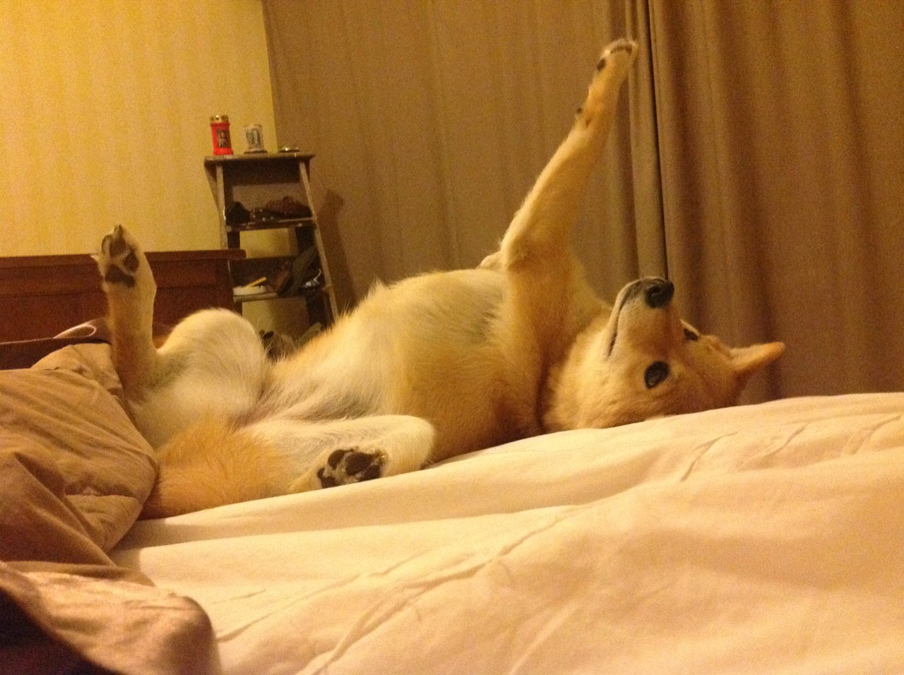 kaiyun官方入口登录-辽宁飞豹本赛季表现出色跻身强队行列，辽宁飞豹赛程表