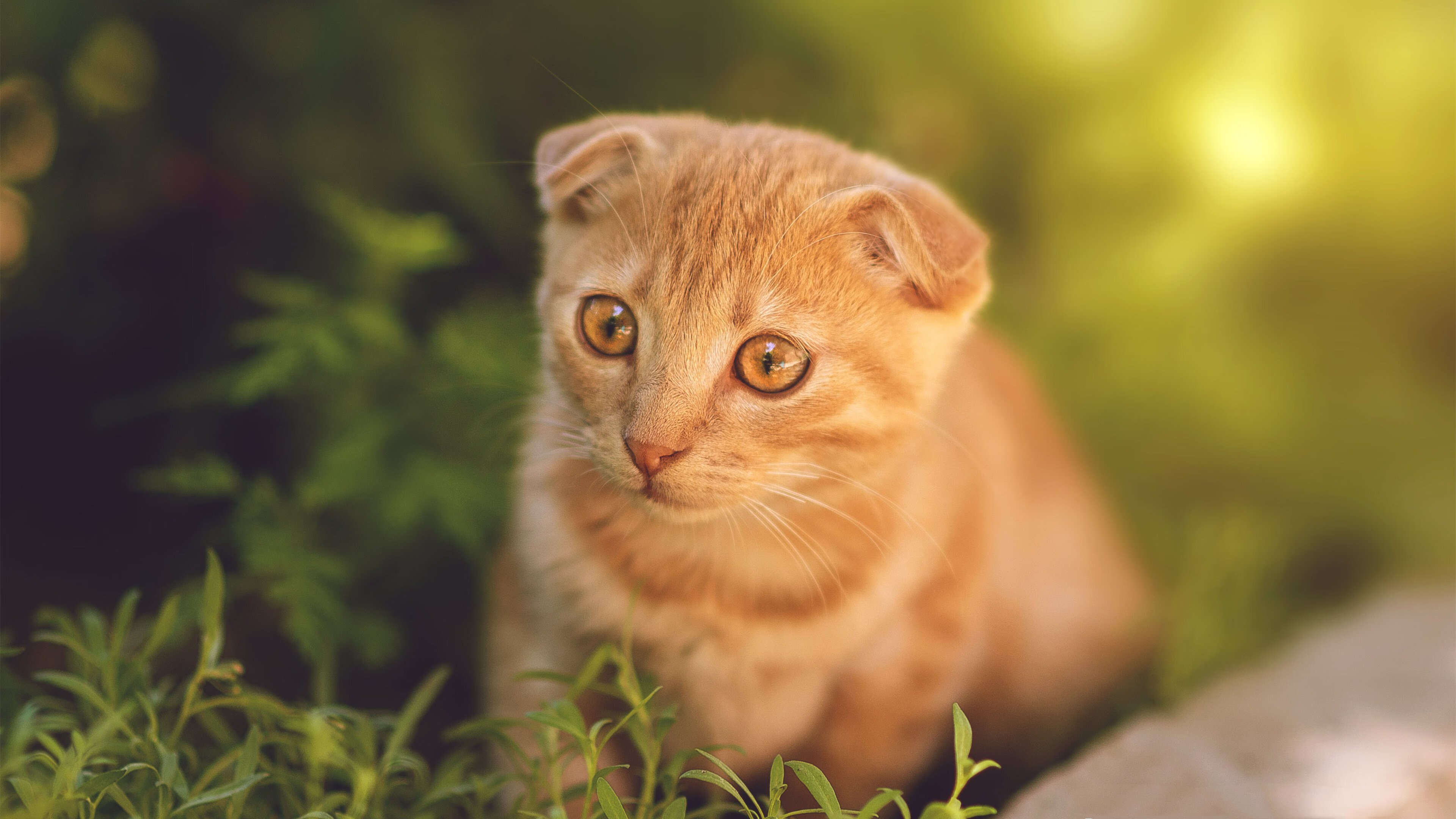 kaiyun中国官方网站-“尼古拉斯·桑特基的精确传球与战术视野,为阿根廷美洲狮队带来优势”