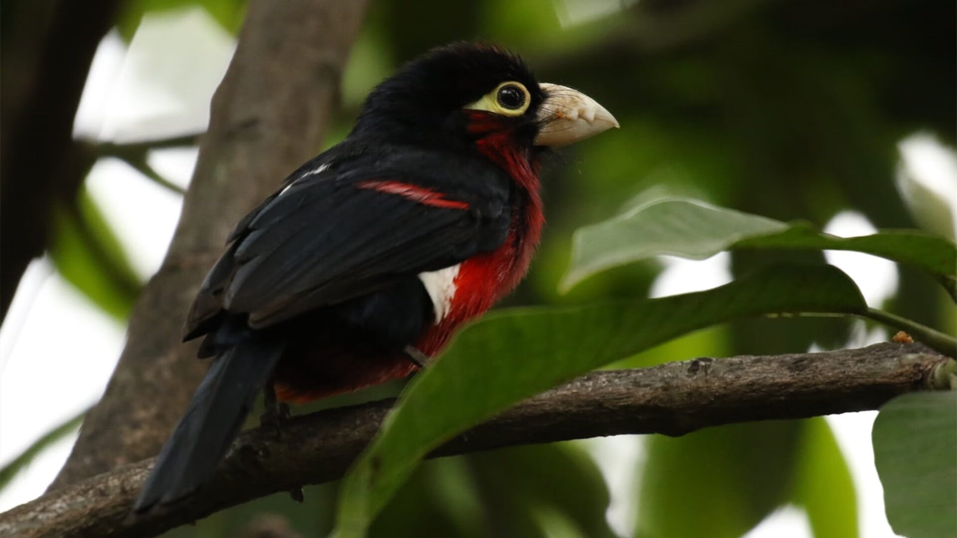 开云体育官方下载-中国男篮明确备战周期制定长期发展规划,男篮 规划